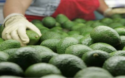 Hay superávit agroalimentario en el primer trimestre del año