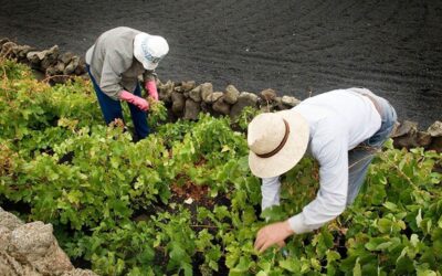 Cooperación y digitalización, claves para el papel del agro en la COVID-19