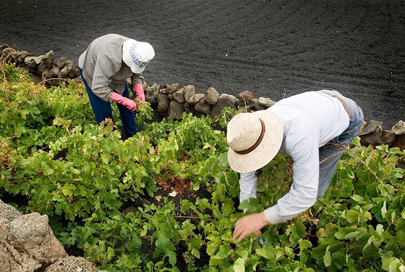 Cooperación y digitalización, claves para el papel del agro en la COVID-19