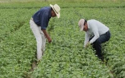 Tecnología para el campo mexicano