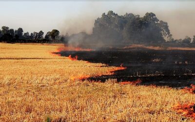 Registra Agricultura reducción del 25% en los puntos de calor en siete entidades federativas