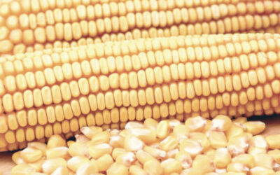 Registra Segalmex 60% de cosecha de maíz sinaloense