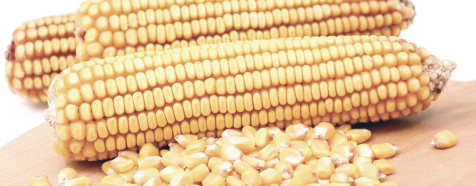 Registra Segalmex 60% de cosecha de maíz sinaloense