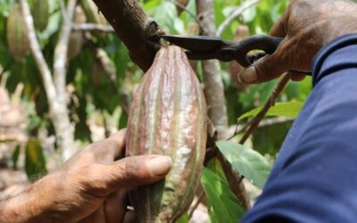 Extensión digital, la respuesta para pequeños agricultores de Latinoamérica