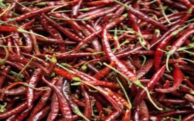 Publican proyecto de NOM del chile Yahualica de Jalisco