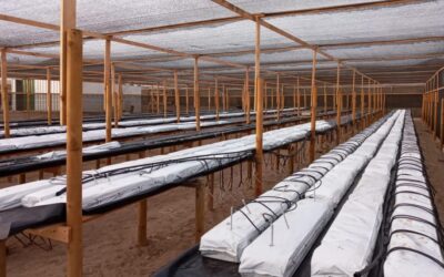 Cultiva frutillas en pleno desierto y busca ahorrar la mitad del agua