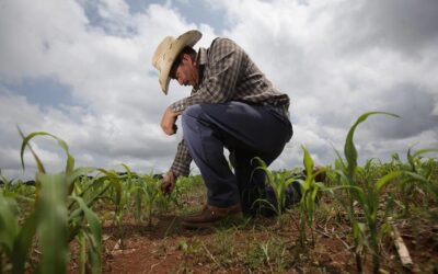 Sustentabilidad y resiliencia, regalos de MasAgro al campo