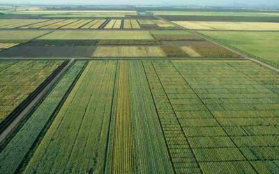 ESTAS SON LAS VARIEDADES MEJORADAS DE TRIGO MÁS RESISTENTES AL CALOR