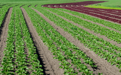 Impulsar el campo, asunto de justicia