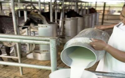 Importa México el 25% de sus necesidades de leche