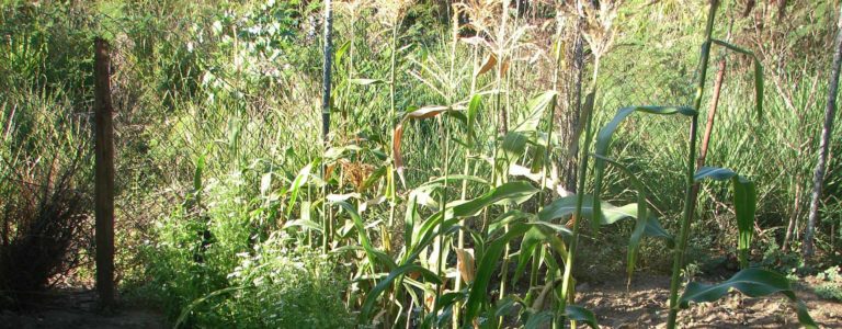 LOS PEQUEÑOS agricultores de maíz y frijol de Chiapas solicitan fertilizante a la SADER debido a que sus tierras apenas si producen una tonelada por hectárea.