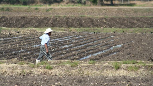 Ante retraso de lluvias, productores queretanos optan por reconversión de cultivos