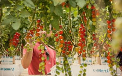 Vegetales en el desierto: ¿agricultura vertical para ahorrar agua?