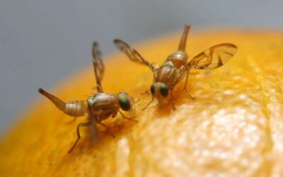 De la parasitología a la sanidad e inocuidad, 120 años de historia