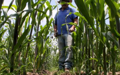 Agricultores prevén en 2021 ‘golpe’ a la producción y distribución de alimentos