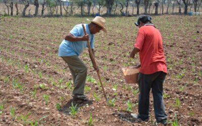 Secretaría de Agricultura, INIFAP y MASECA apoyan a campesinos para mejorar sus cosechas de maíz