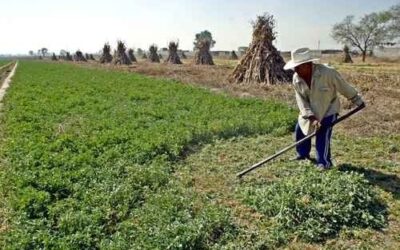 Pide Coneval más estrategias de apoyo a los agricultores