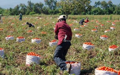 Unidad de producción agropecuaria, elemento indispensable de desarrollo