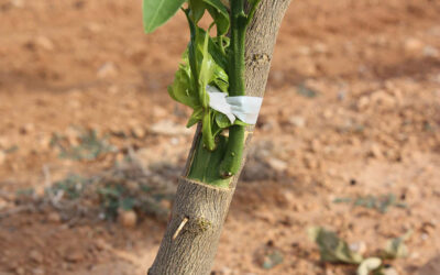 Injertos: técnica para combinar especies y optimizar los cultivos