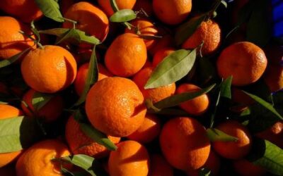 La agricultura del siglo XXI: saber la cantidad de fruta que cultivas gracias a los drones