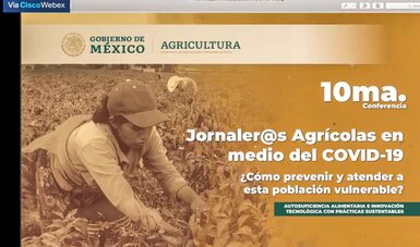 Acciones oportunas en el campo garantizan actividad productiva y abasto de alimentos: Gobierno de México