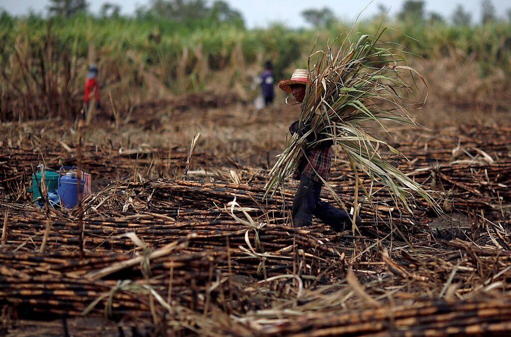 Caña De Azúcar Un Cultivo Que Proviene De Pequeños Productores Umffaac 5919