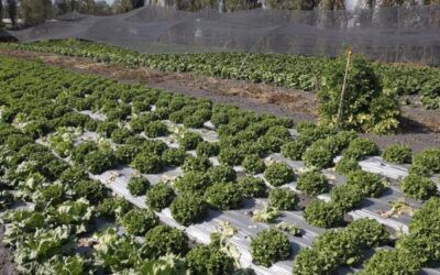 México afianza su producción tras el control de la mosca del mediterráneo