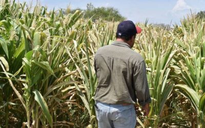 Gobernador de Durango propondrá a AMLO un Programa Emergente para el Campo