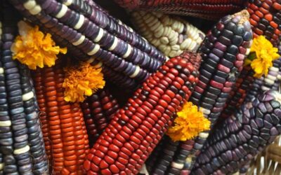 Los Recursos Genéticos para la Alimentación y la Agricultura son para todos