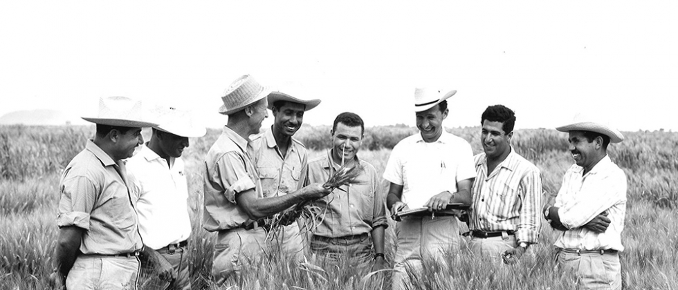 Norman E. Borlaug sostiene unas espigas de trigo rodeado de varios colaboradores en un campo de ensayo del CIMMYT en México en la década de 1950.
