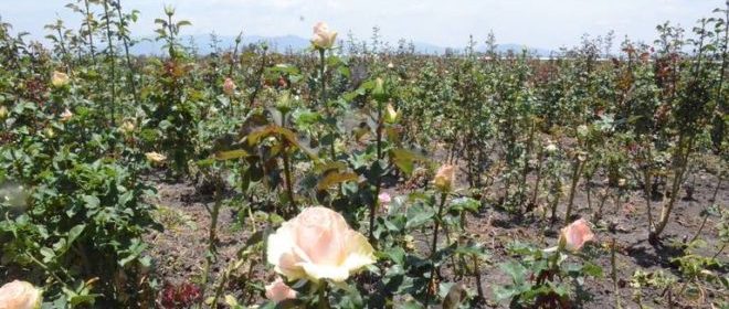 ALISTAN PRODUCCIÓN DE ROSAS EN 30 HECTÁREAS