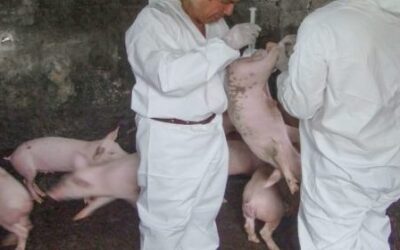 CREAN MÉXICO, EU Y CANADÁ GRUPO DE TRABAJO DE SALUD PORCINA DE AMÉRICA DEL NORTE