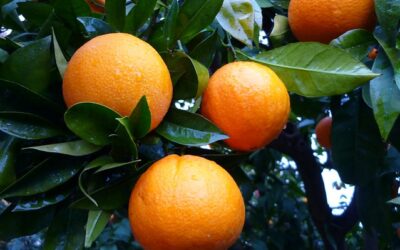 IDENTIFICAN MECANISMO GENÉTICO CLAVE EN LA PRODUCCIÓN DE NARANJAS