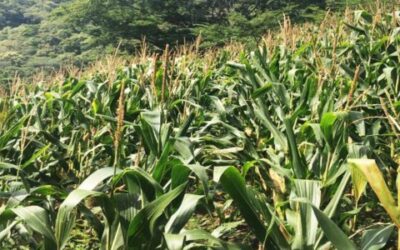 Apoyará SADER con recursos para el Sistema Milpa