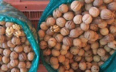 Cae el precio de la nuez de castilla en plena temporada de chile en nogada