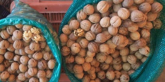 Cae el precio de la nuez de castilla en plena temporada de chile en nogada