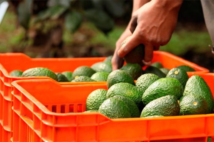 El Oro Verde supera el millón 9 mil toneladas, pese a entornos adversos