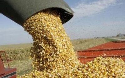 MÉXICO TENDRÁ IMPORTACIÓN RÉCORD DE MAÍZ EN 2020