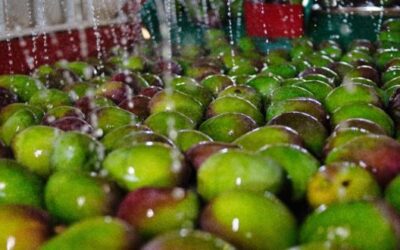 Mejora el estatus sanitario del mango de la costa de Jalisco