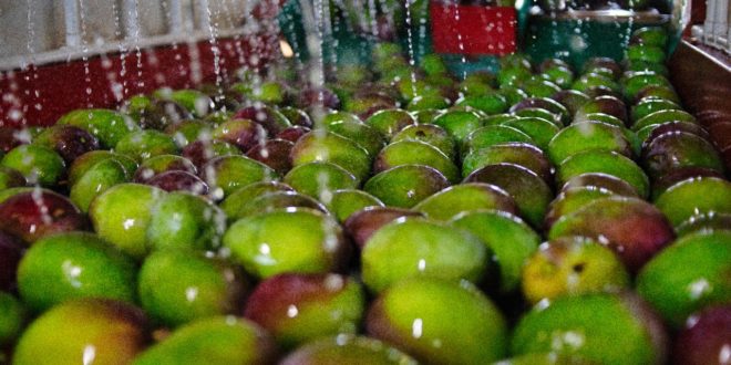 Mejora el estatus sanitario del mango de la costa de Jalisco