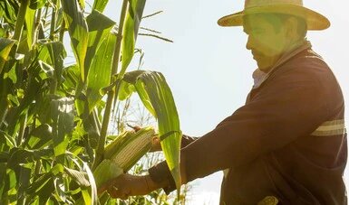 Impulsan Agricultura y CIMMYT acciones para aumentar seguridad alimentaria y evitar impactos en el campo por pandemia