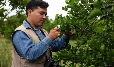 Evita Agricultura ingreso y establecimiento de plagas al país con Programa de Vigilancia Epidemiológica