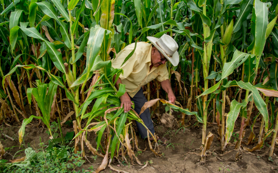 Milpa: el corazón de la agricultura mexicana