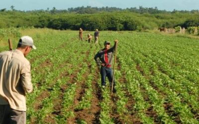 CNA PLANTEA LA NECESIDAD DE UN INCREMENTO DE 58% PARA EL PRESUPUESTO DE LA SADER EN 2021