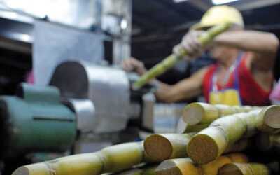 Preocupa a azucareros que se les responsabilice de la obesidad