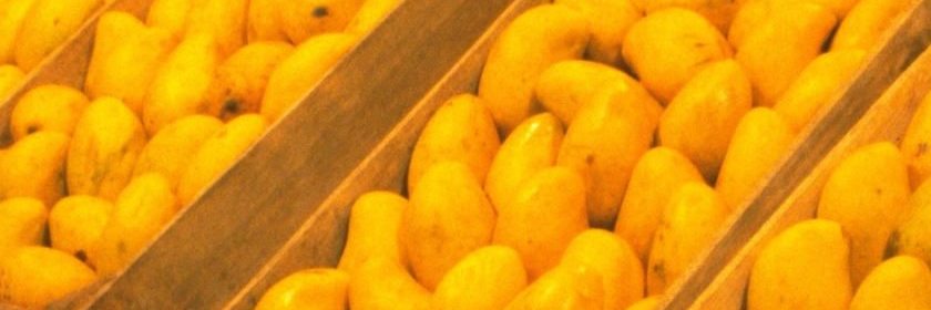 PRODUCCIÓN DE MANGO GENERA MÁS DE 47 MIL EMPLEOS Y SE HA EXPORTADO A 18 PAÍSES: SADER