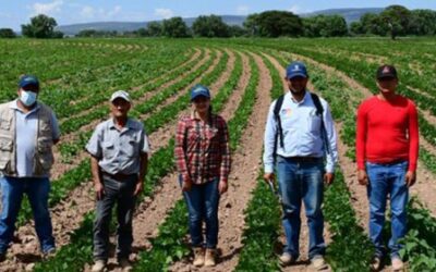 TRIPLICAN RENDIMIENTO DEL FRIJOL CON AGRICULTURA SUSTENTABLE