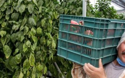 EL SECTOR AGROALIMENTARIO DEFENDERÁ EL ACCESO DE PRODUCTOS MEXICANOS A EU