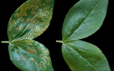 LOS INVESTIGADORES ENCUENTRAN UNA NUEVA FORMA DE PROTEGER LAS PLANTAS DE LAS INFECCIONES POR HONGOS