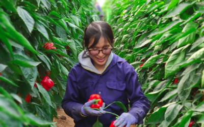 AGRICULTURA SIN FRONTERAS: LA INNOVACIÓN QUE TRANSFORMÓ EL DESIERTO DEL ARAVÁ Y SE EXPORTA AL MUNDO
